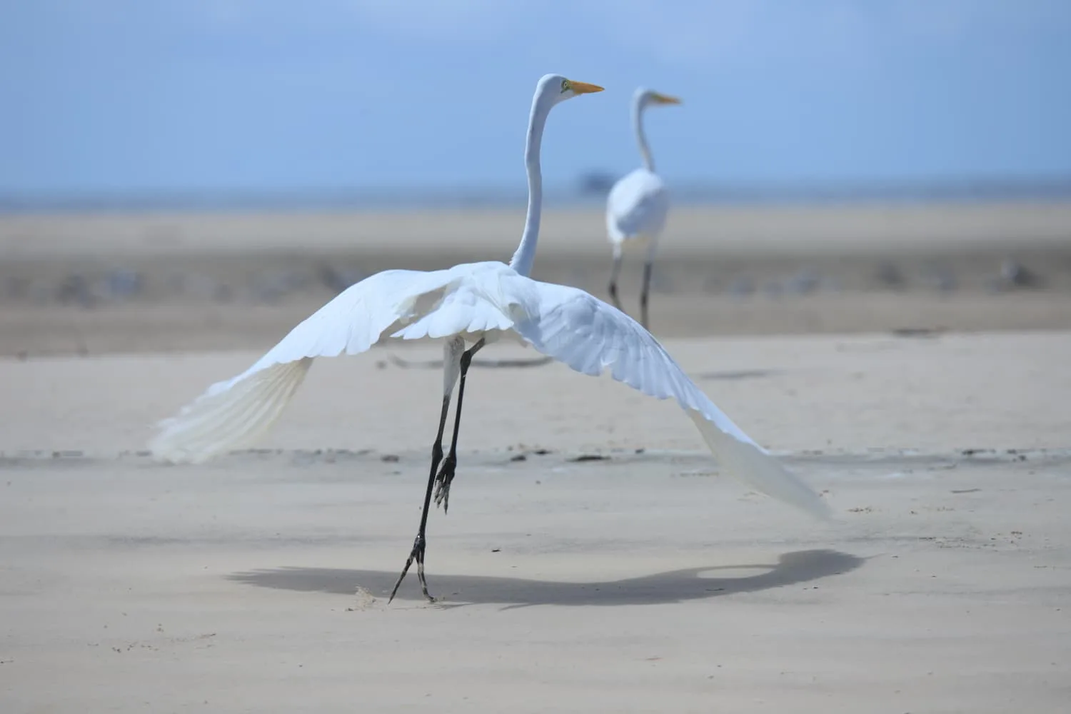 Marajó Encantado: Uma Imersão Cultural e Natural em 2 Dias